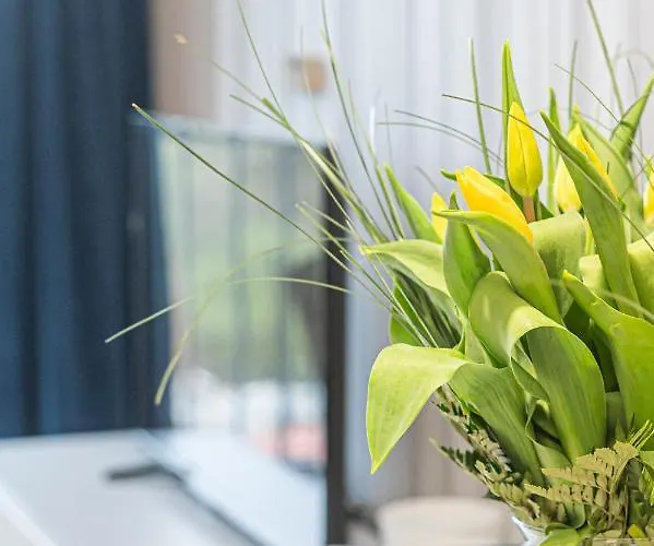 Nova Letnica - Billberry *